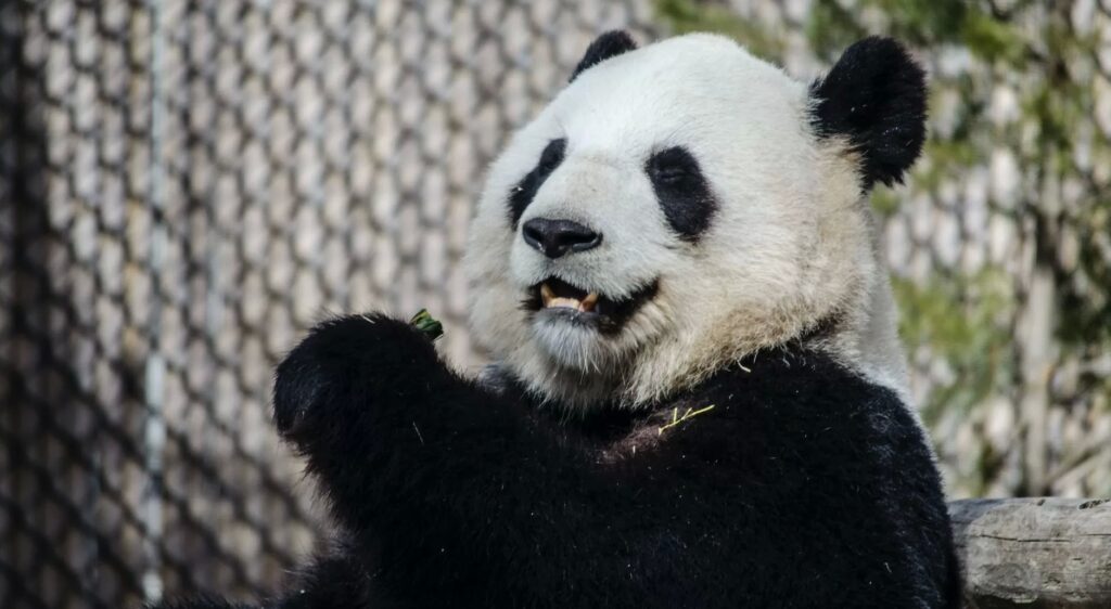 Toronto-Zoo-Panda